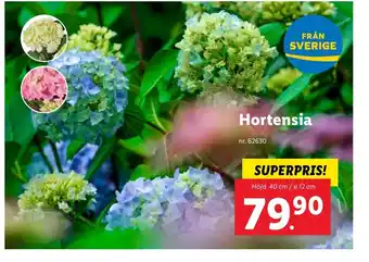 Lidl Hortensia erbjuda