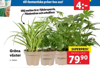 Lidl Gröna växter erbjuda