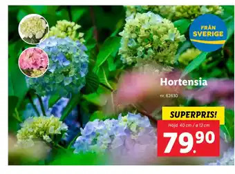 Lidl Hortensia erbjuda