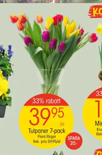 EKO Tulpaner 7-pack erbjuda