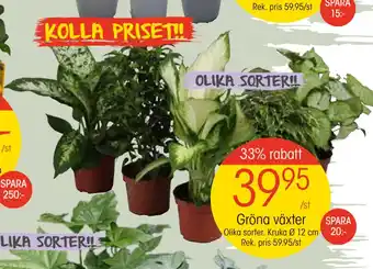 EKO Gröna växter erbjuda