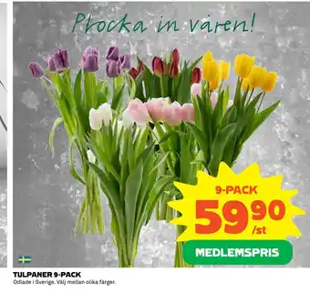 Coop TULPANER 9-PACK erbjuda