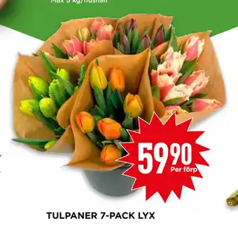 Willys TULPANER 7-PACK LYX erbjuda