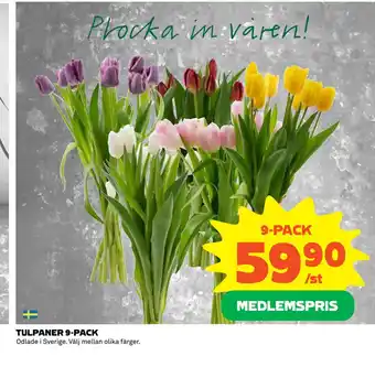 Coop Konsum TULPANER 9-PACK erbjuda