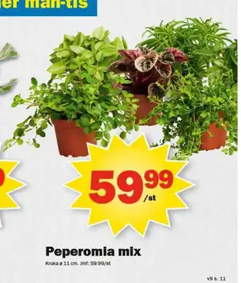 Peperomia mix
