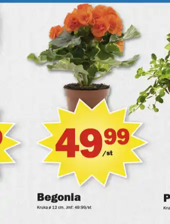 Pekås Yes krukväxt erbjuda