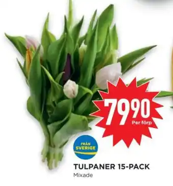 Willys TULPANER 15-PACK erbjuda