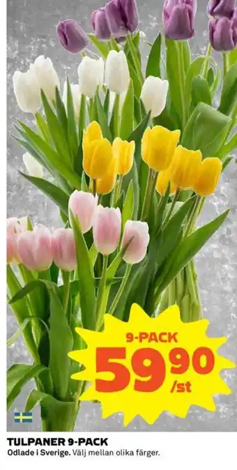 Coop TULPANER 9-PACK erbjuda