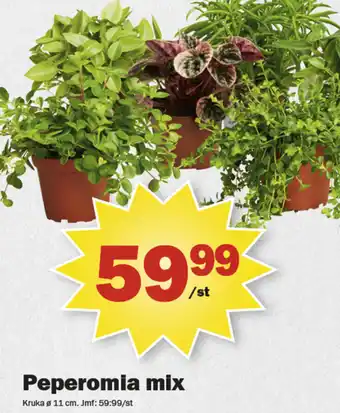 Pekås Peperomia mix erbjuda