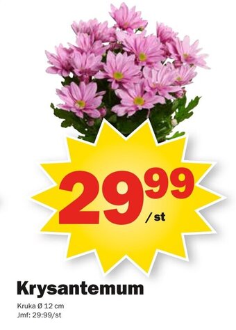 Pekås Krysantemum erbjuda