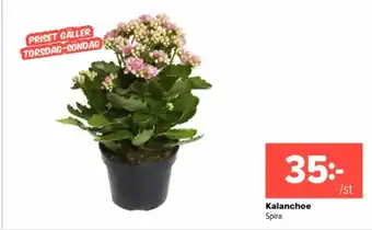 Coop Extra Kalanchoe erbjuda