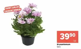 Coop Extra Krysantemum erbjuda