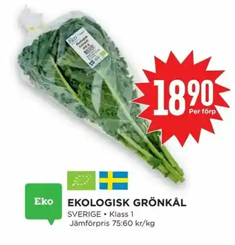 Ekologisk grönkål
