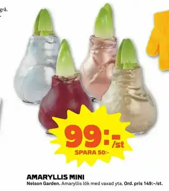 Amaryllis mini