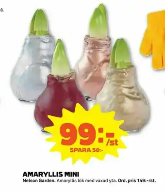 Stora Coop Amaryllis mini erbjuda