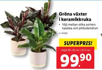 Lidl Gröna växter i keramikkruka erbjuda