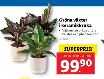Lidl Gröna växter i keramikkruka erbjuda