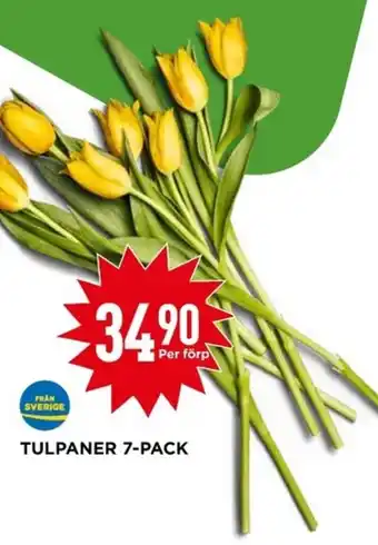 Willys TULPANER 7-PACK erbjuda