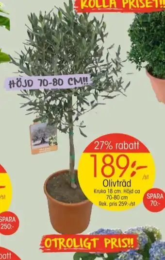 EKO Taste of nature träd erbjuda