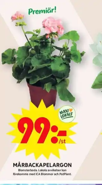 ICA Maxi Blomsterboda plantor erbjuda