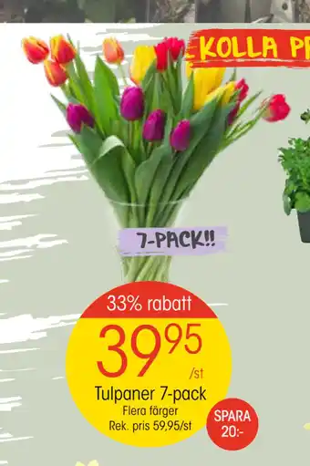 EKO Tulpaner 7-pack erbjuda