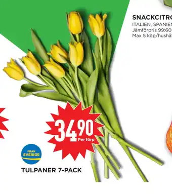 Willys Hemma TULPANER 7-PACK erbjuda