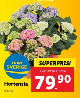 Lidl Hortensia erbjuda