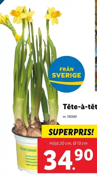 Lidl Tête-à-tête erbjuda