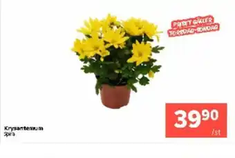Coop Extra Krysantemum erbjuda