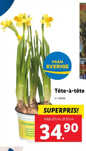 Lidl Tête-à-tête erbjuda