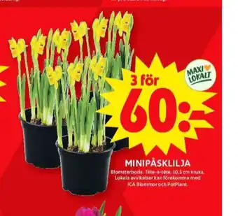 ICA Maxi Blomsterboda plantor erbjuda