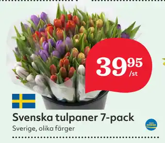 Hemköp Svenska tulpaner 7-pack erbjuda