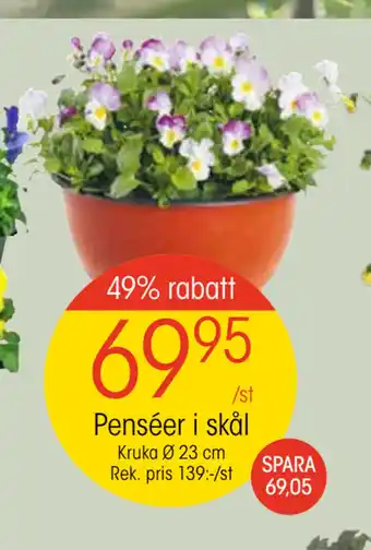 EKO Penséer i skål erbjuda