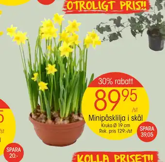 EKO Minipåsklilja i skål erbjuda