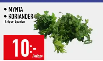 Matdax MYNTA • KORIANDER erbjuda