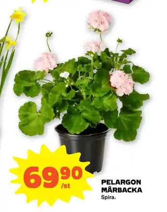 PELARGON MÅRBACKA