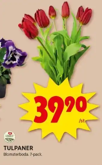 ICA Kvantum TULPANER erbjuda