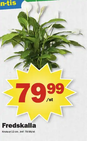 Pekås Coop krukväxt erbjuda