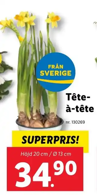 Lidl Tête- à-tête erbjuda