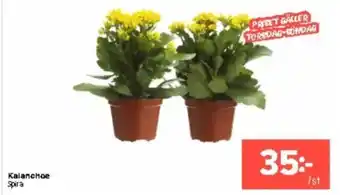 Coop Extra Kalanchoe erbjuda