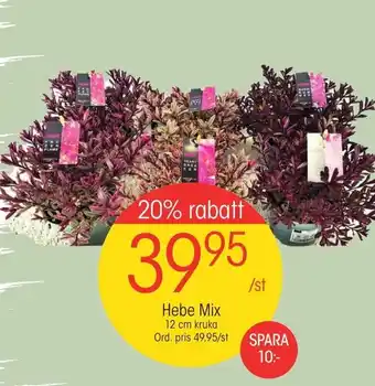 EKO Hebe Mix 12 cm kruka erbjuda