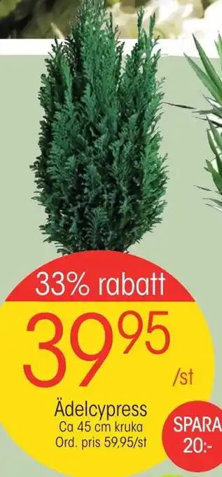EKO Ädelcypress Ca 45 cm kruka erbjuda