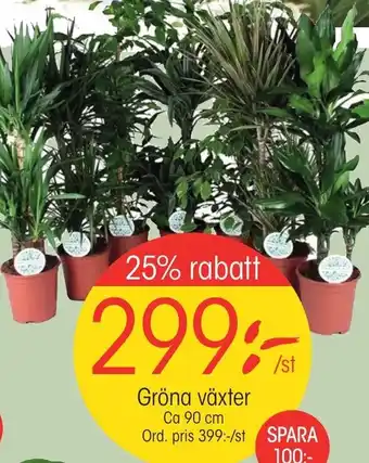 EKO Gröna Växter Ca 90 cm erbjuda