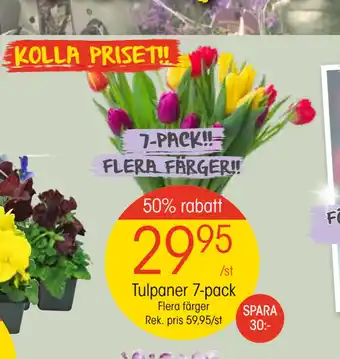 EKO Tulpaner 7-pack erbjuda