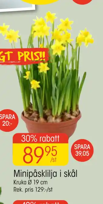 EKO Minipåsklilja i skål erbjuda