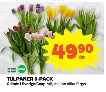 Coop Daglivs TULPANER 9-PACK erbjuda