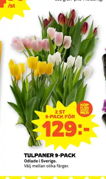Stora Coop TULPANER 9-PACK erbjuda