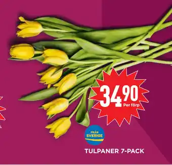 Willys Hemma TULPANER 7-PACK erbjuda
