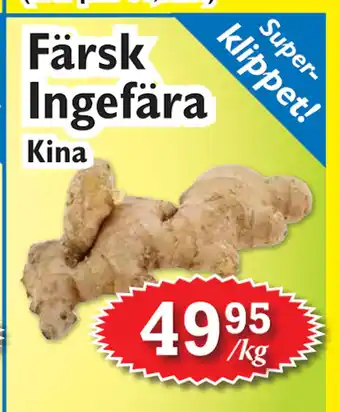 T-jarlen Färsk Ingefära erbjuda
