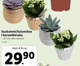 Lidl Suckulent/kalanchoe i keramikkruka Ø 7 cm erbjuda